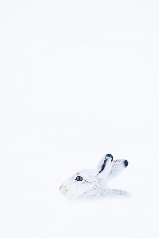 Mountain hare