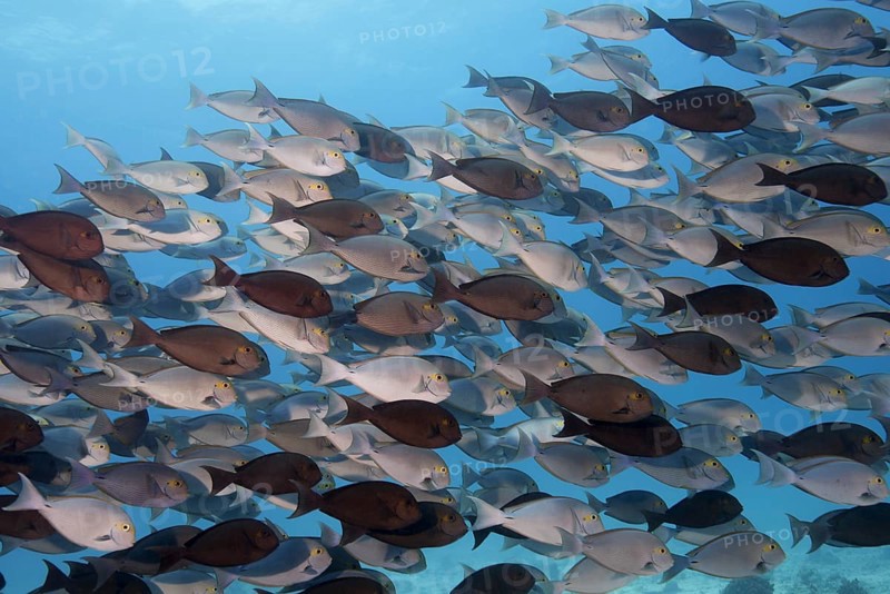 School of fish Yellowfin Surgeonfish