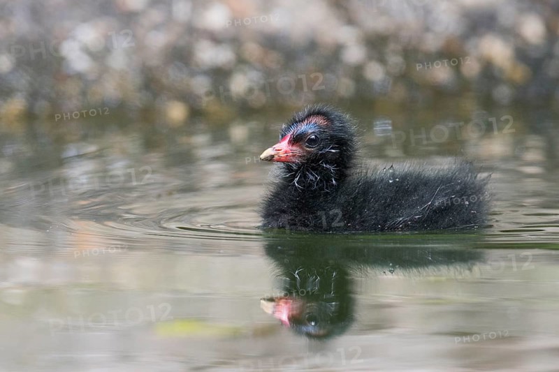 Common moorhen