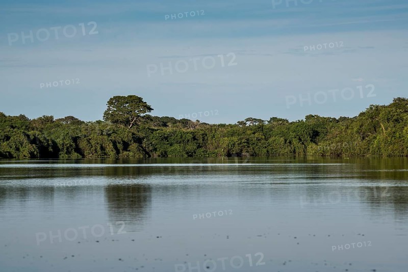 River landscape with dense vegetation at Rio Negro