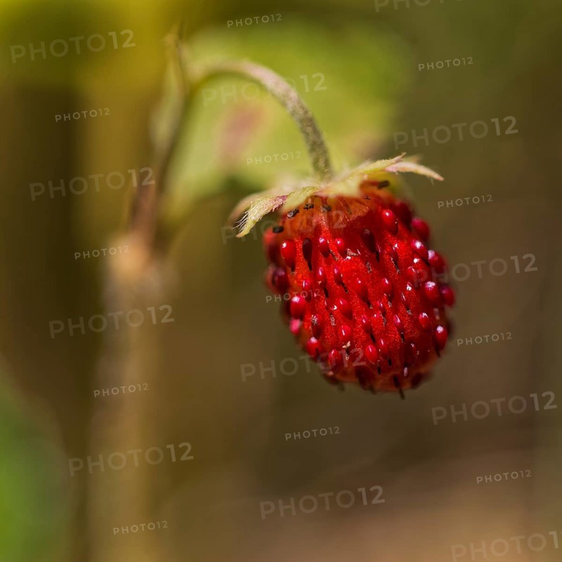 Woodland strawberry
