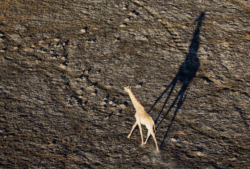 Southern Giraffe