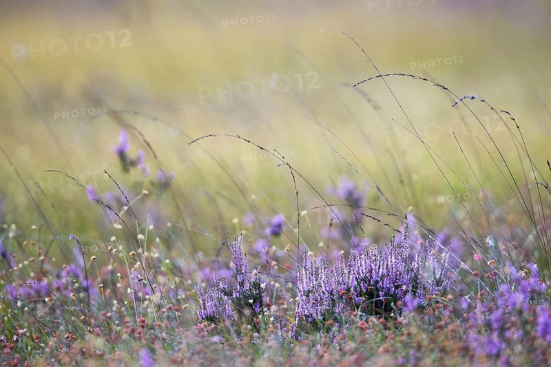 Blooming Heathers