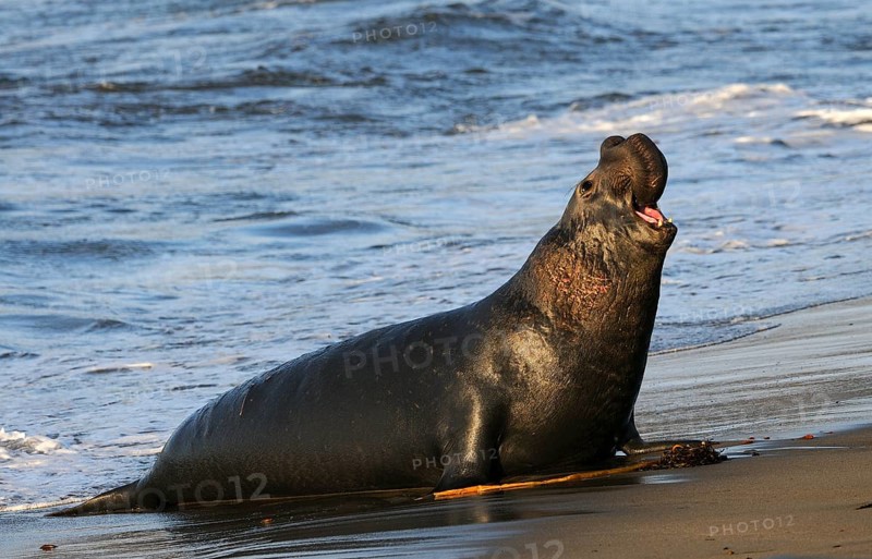Northern Elephant Sealenbulle