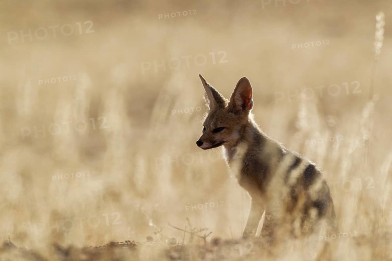 Cape Fox