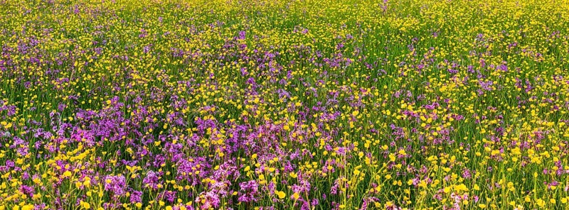 Sea of blossoms
