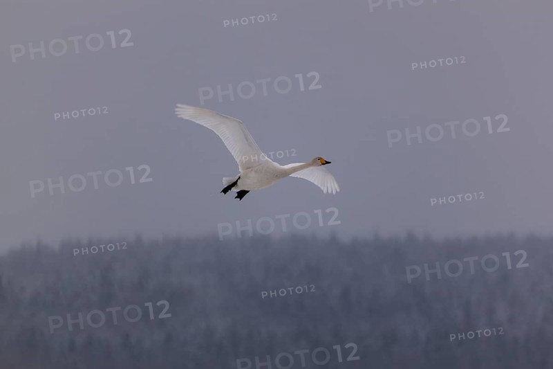 Whooper swan