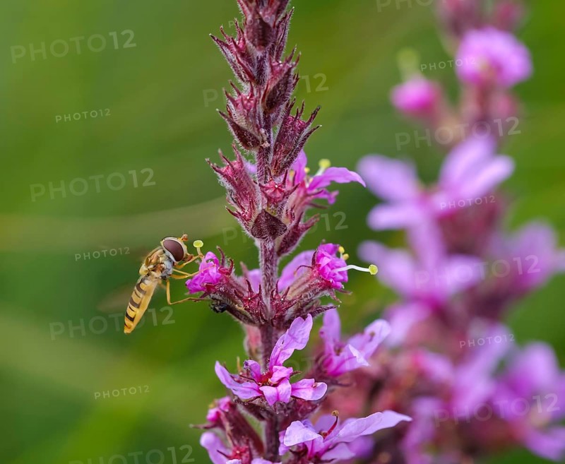 Marmalade hoverfly