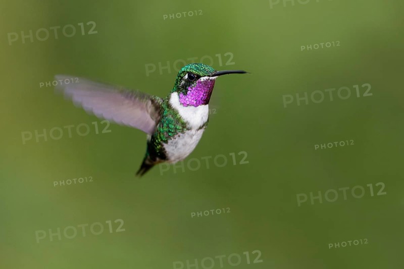 White-bellied woodstar