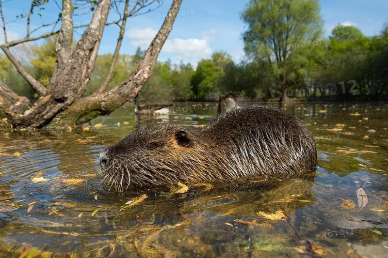 Nutria