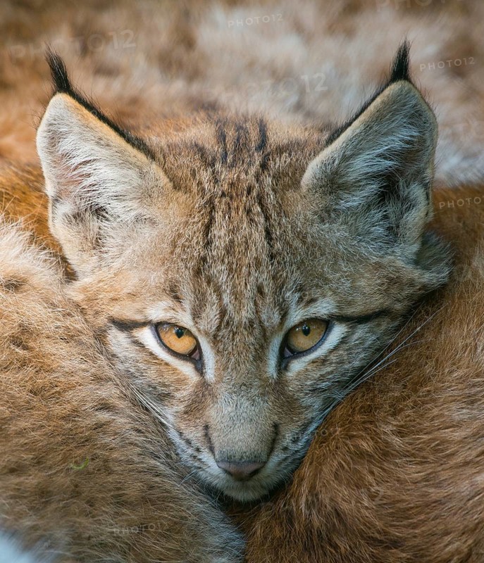 Lynx
