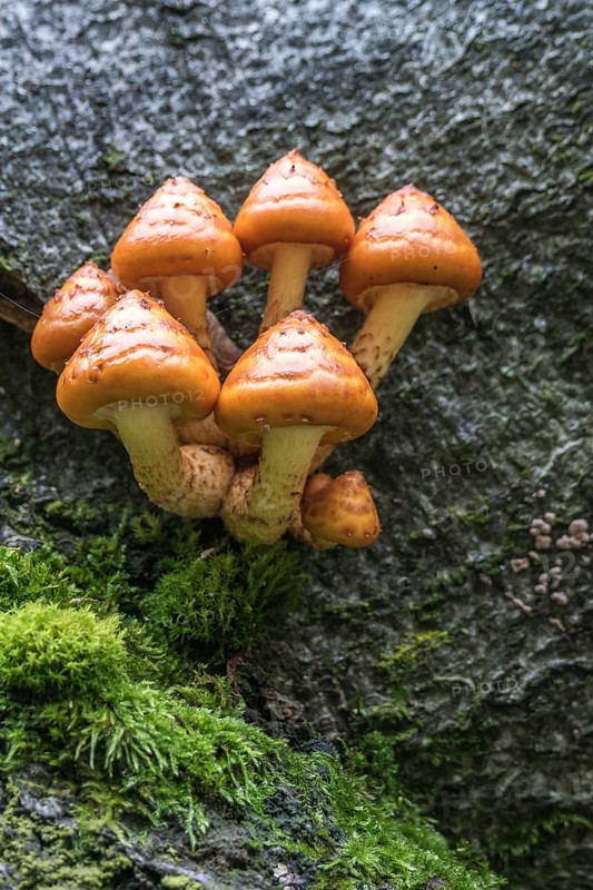 Pholiota