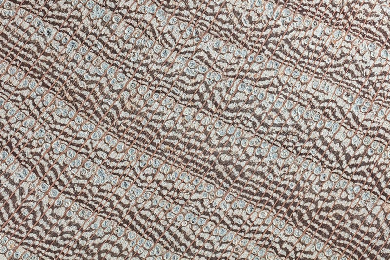 Photomicrograph