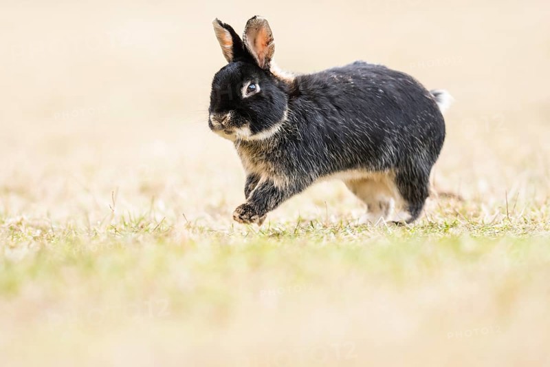 Wild rabbits