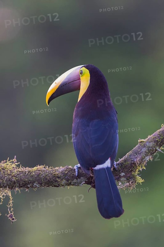 Yellow-throated toucan