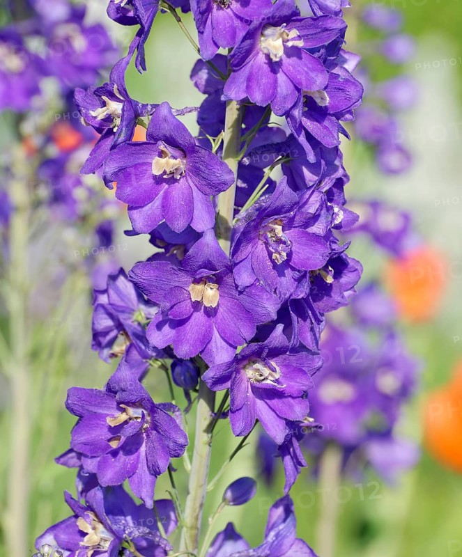 Larkspur