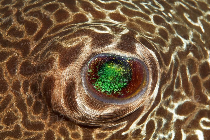 Star puffer