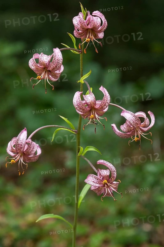 Martagon lily