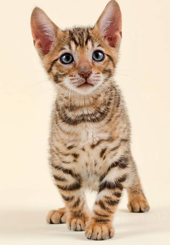 Pedigree cat Toyger