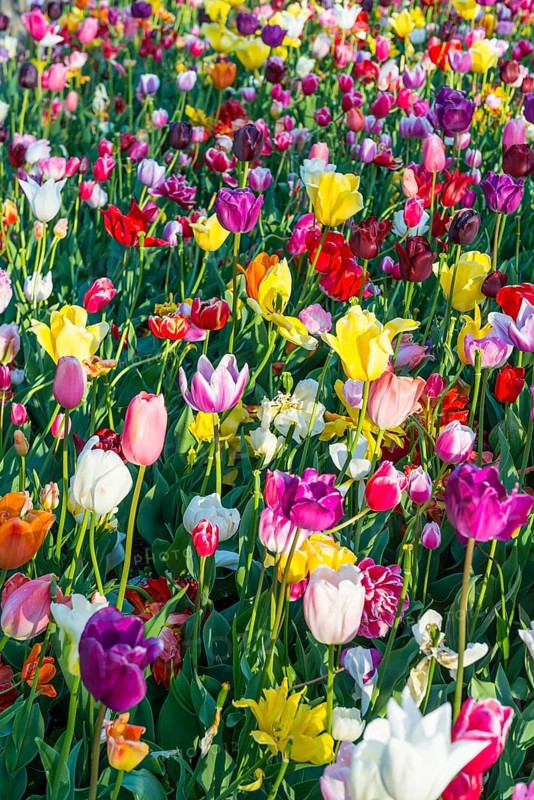 Colorful Tulips