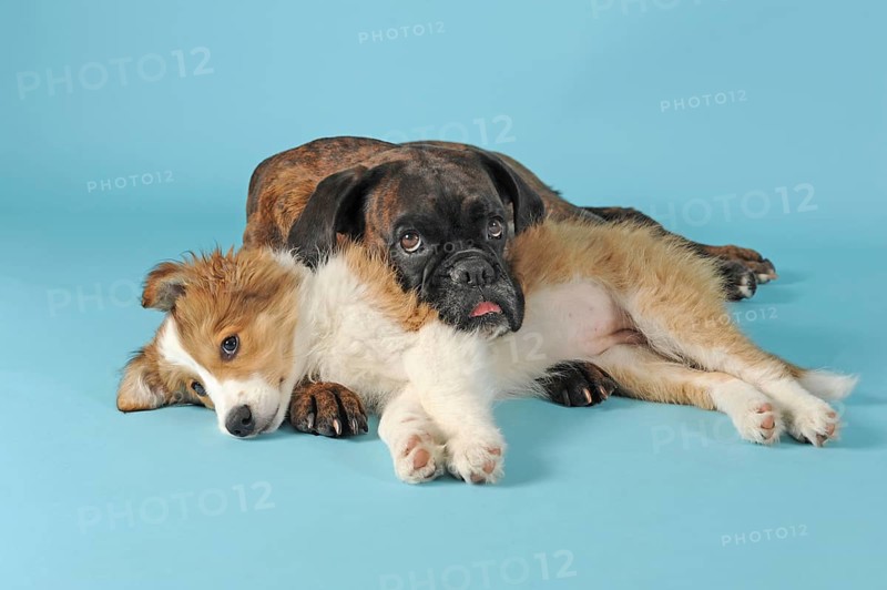 Boxer