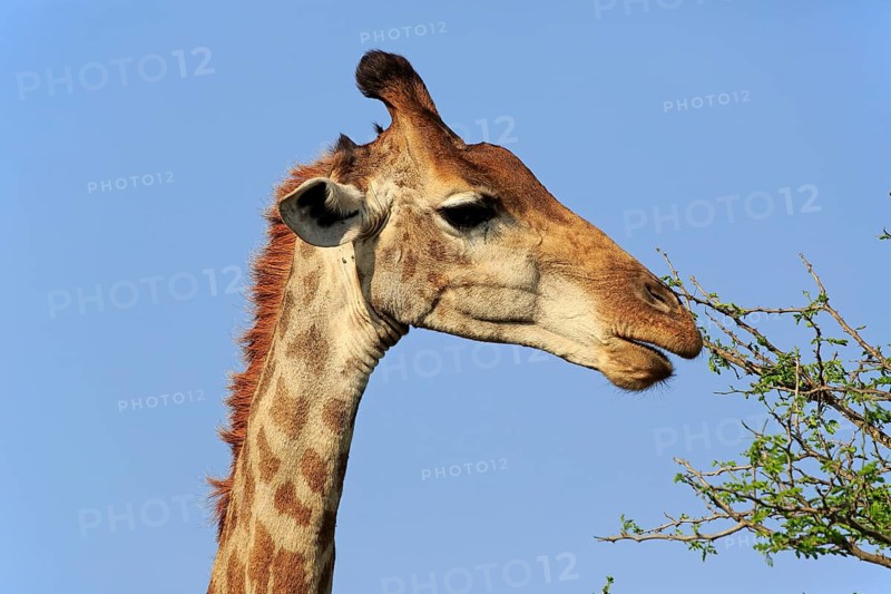 Cape Giraffe
