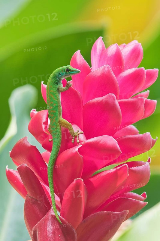 Small day gecko