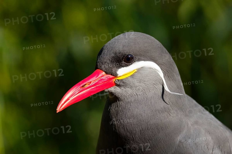 Inca tern