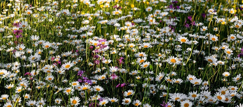 Sea of blossoms