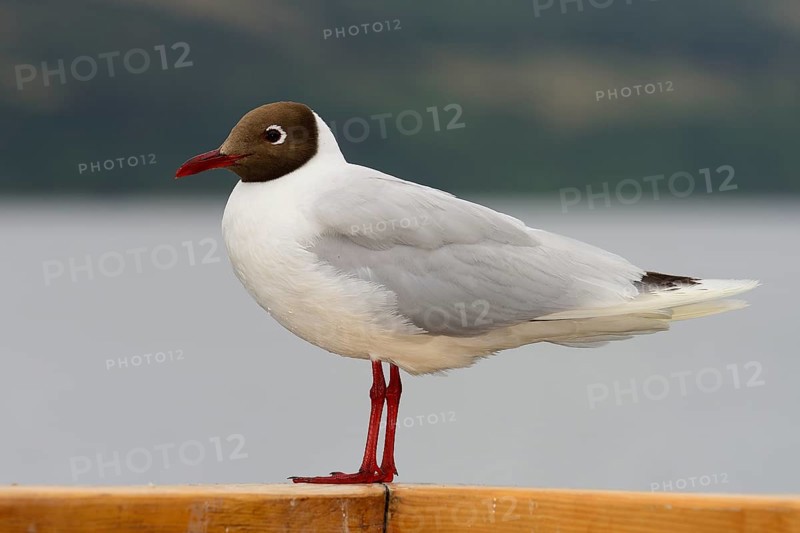 Black-headed gull