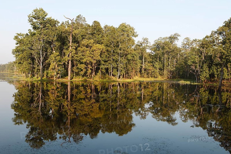 Trees reflected in Twenty Thousand Lake