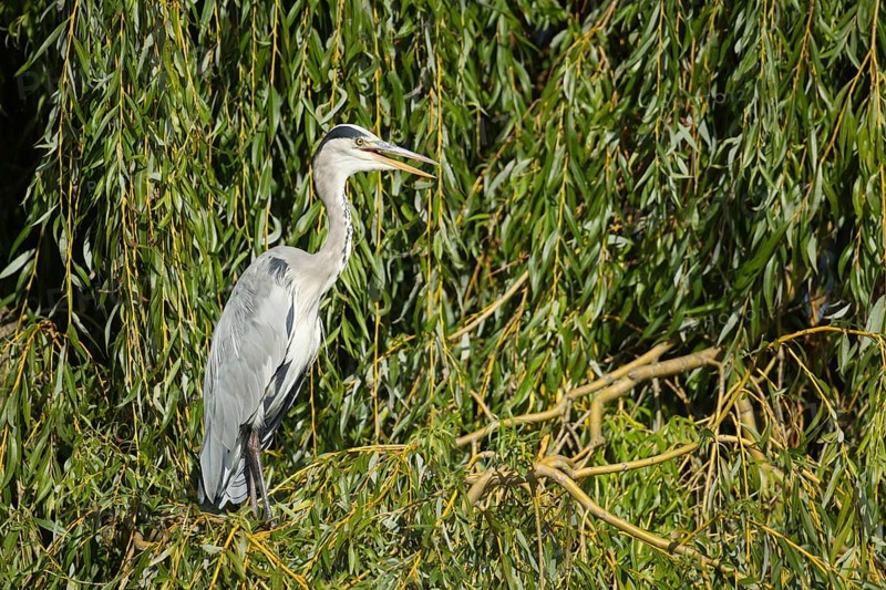 Grey heron