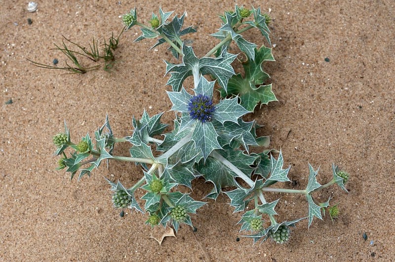 Blooming beach thistle