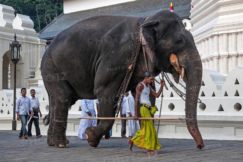 Indian elephant