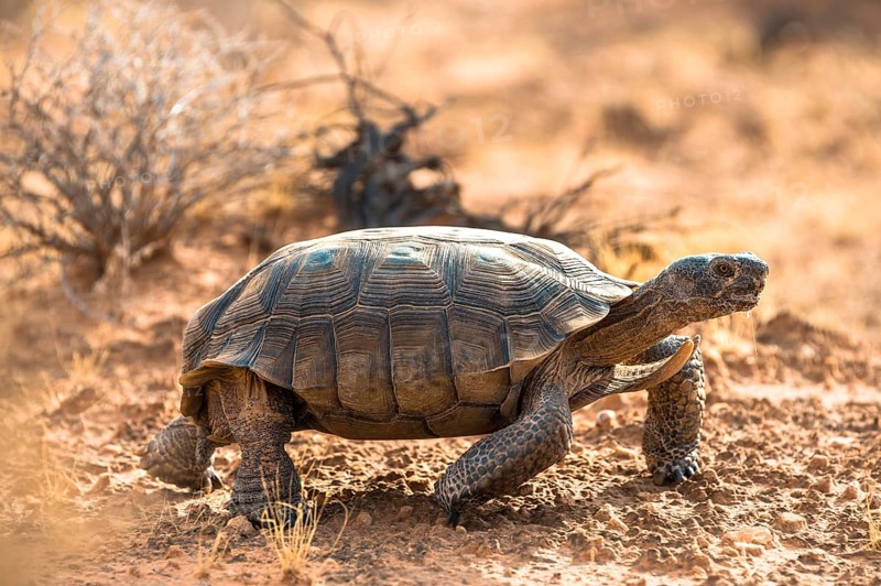 Agassiz's desert tortoise