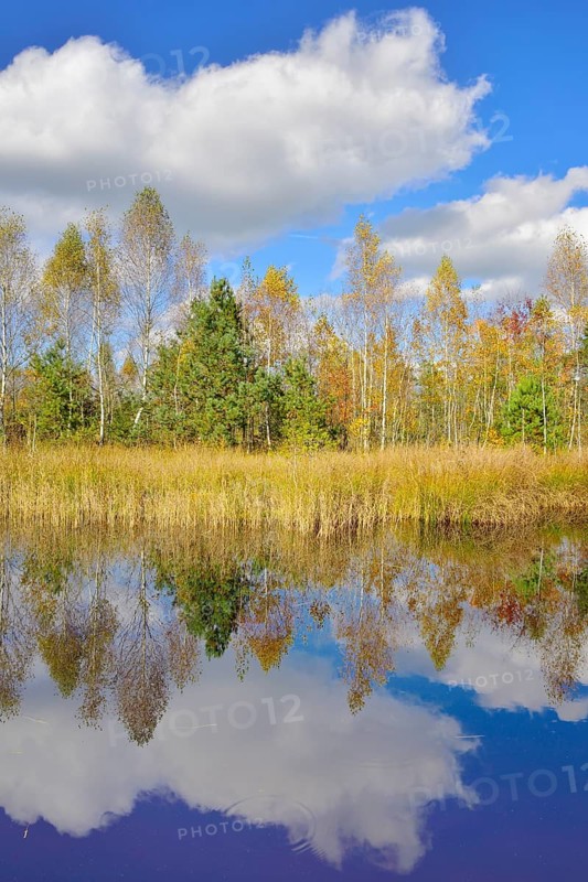 Cloud reflection in moorland pond with lakeshore bulrushes