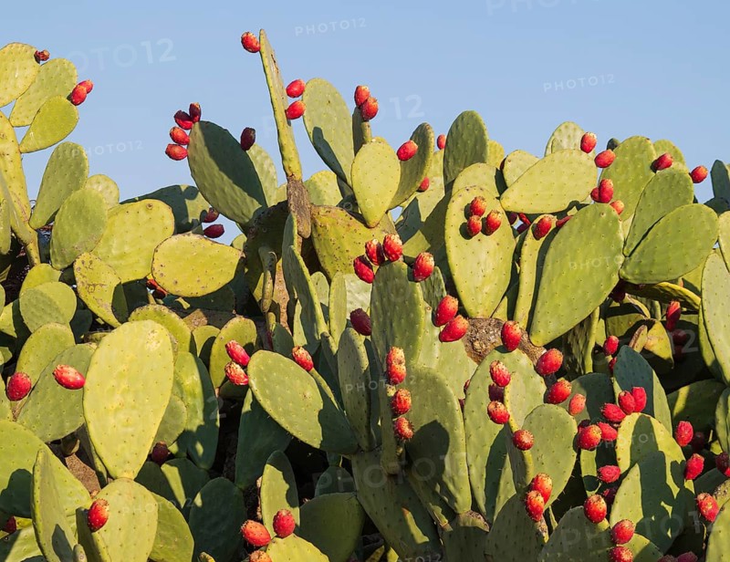 Prickly pear