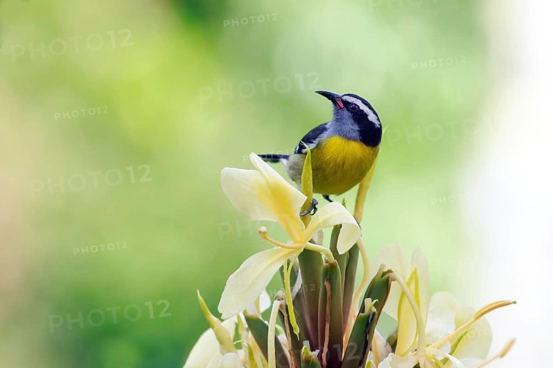 Bananaquit