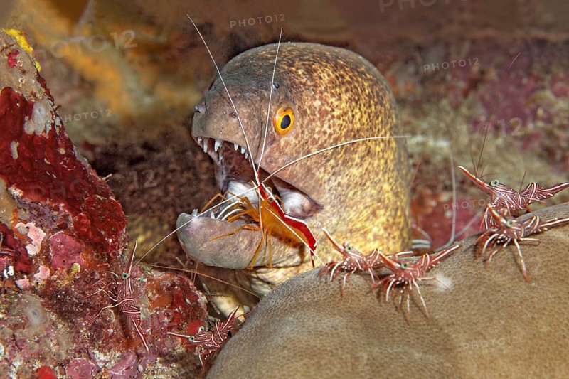 Yellow-edged moray