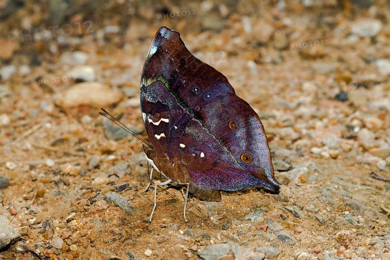 Common Yeoman