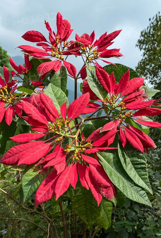 Poinsettia