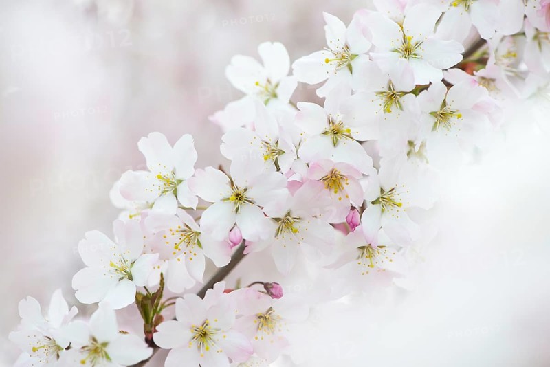 Blossoms