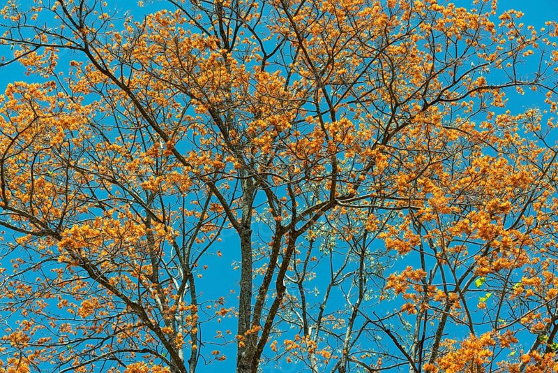 Flowering coral tree