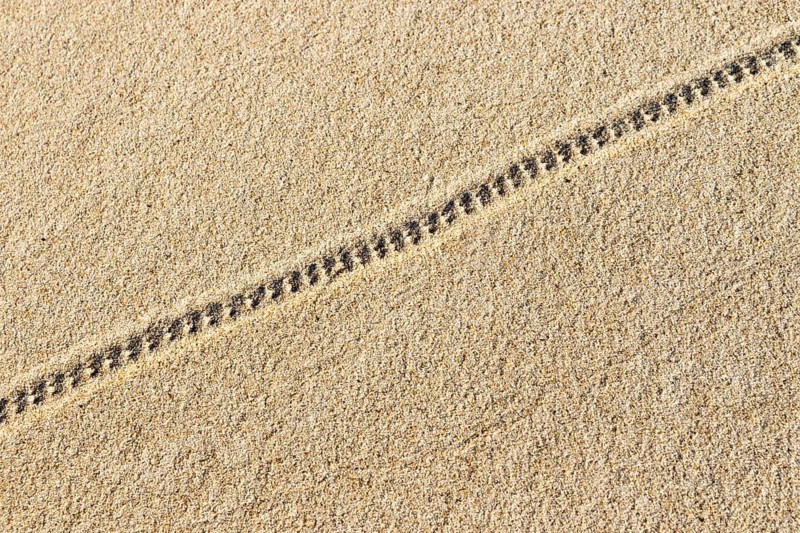 Animal tracks in the sand