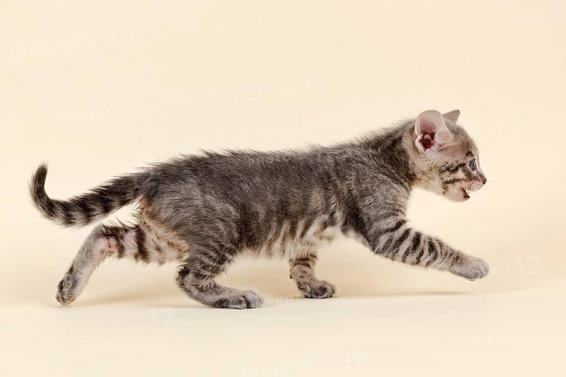 Toyger
