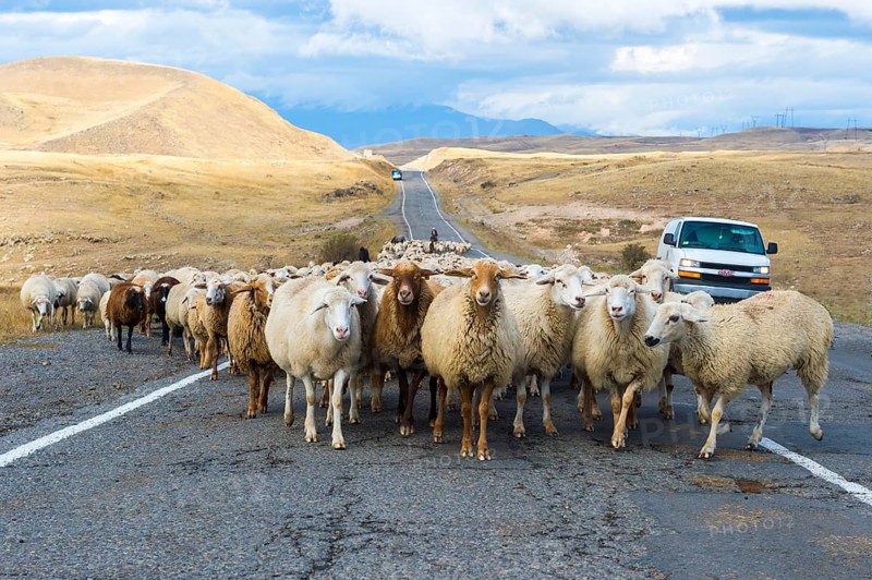 Shephard conducting a group of sheep down a road