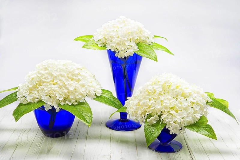 Flower arrangement in vases