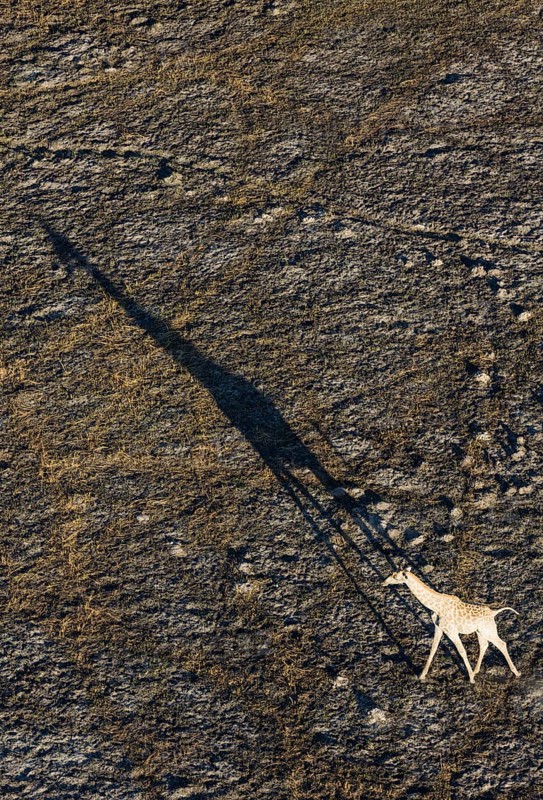 Southern Giraffe
