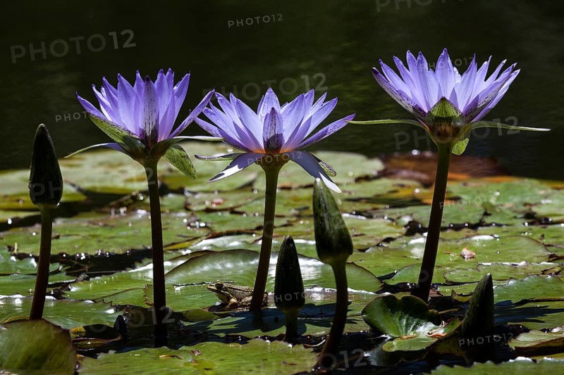Cape blue water lilies