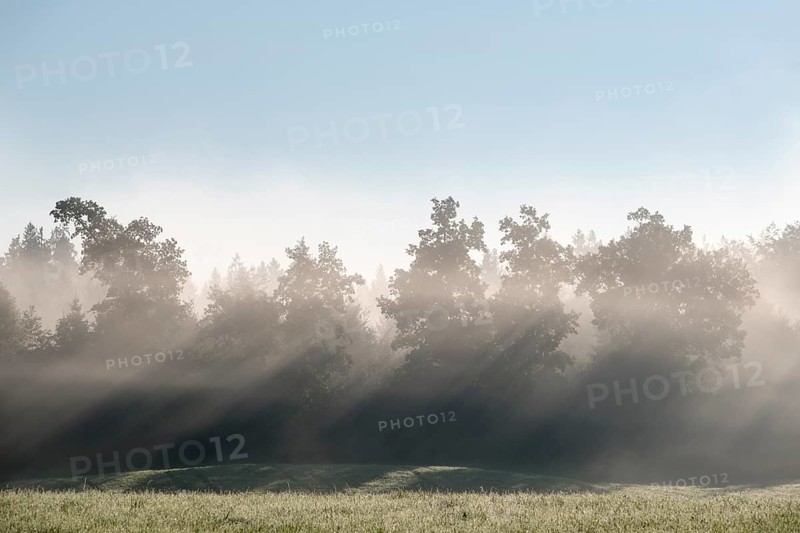 Sunbeams shine through trees in the morning mist